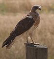 Prériölyv (Buteo swainsoni)