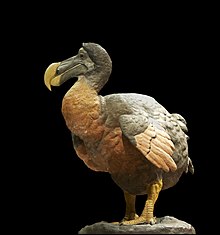 A plaster and wax model of a large bird with a beak.