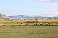 Grahovsko polje (Bosna)