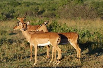 'n Trop rooibokke in die Hluhluwe-iMfolozipark, Suid-Afrika