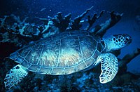 Tartarugas verdes nadando nun arrecife de coral de México.