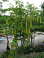 Laburnum × watereri