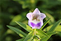 Limnophila heterophylla