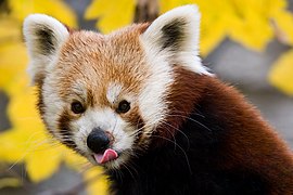 Panda roux, dernière espèce de sa famille