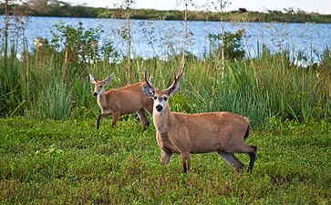 Couple de cerfs des marais dans les Esteros del Iberá en 2011.