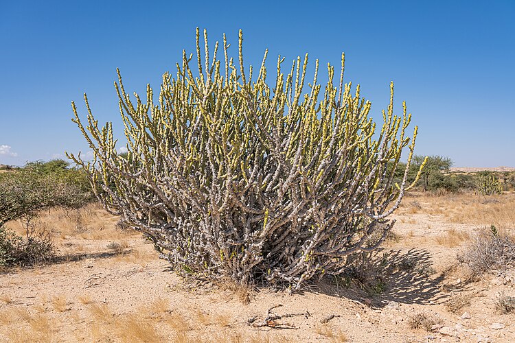 Кустарник молочая Euphorbia caducifolia в национальном парке Киртхар