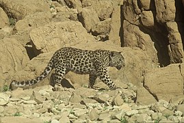 Leopard