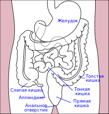 Stomach colon rectum diagram ru.svg