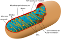 Dreidimensionale Schnittzeichnung durch ein Mitochondrium in der Biologie