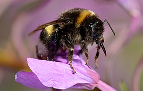 Bombus lucorum