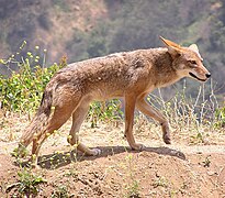 Canis latrans