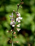 Ti Desmodium gangeticum