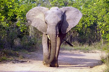 Portret van 'n savanne-olifant in die Krugerwildtuin, Suid-Afrika