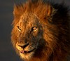 A lion in the Kruger National Park