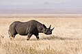 Black rhinoceros in the crater