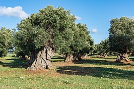 Olivenhain in Ostuni