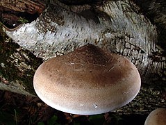 Birkenporling (Piptoporus betulinus): ein Holzzerstörer