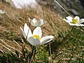 Anemona (Pulsatilla alpina)