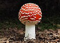 Rdeča mušnica (Amanita muscaria var. aureola) na Golovcu