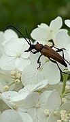 Female specimen on a flower bush.