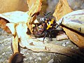 Steatoda paykulliana