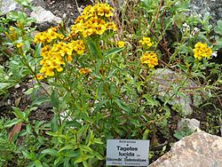 Ταγέτης ο στιλπνός (Tagetes lucida), Βοτανικό Κήπο του Έρλανγκεν, Γερμανία.