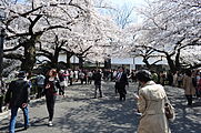 田安門の桜（2012年4月9日撮影）