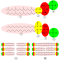 Vorschaubild der Version vom 12:35, 7. Mär. 2009