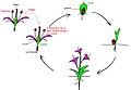 Hình xem trước của phiên bản lúc 23:23, ngày 11 tháng 2 năm 2007