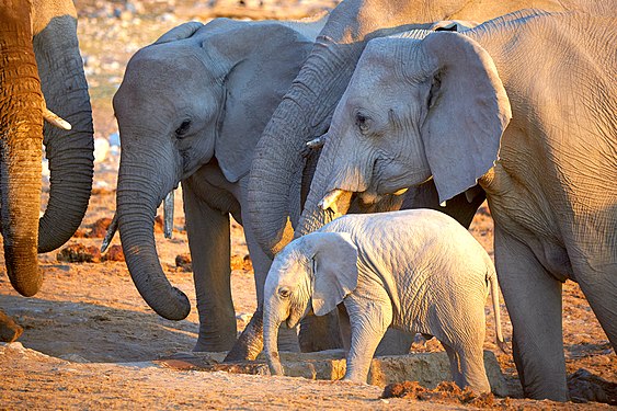 African bush elephant baby (loxodonta africana) in the herd's protective circle at Okaukuejo waterhole in Etosha National Park Namibia