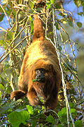 El carayá colorado austral, un primate