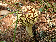 Amanita regalis