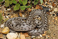 Girondische Glattnatter (Coronella girondica)