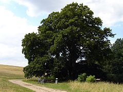 Schäferbuche bei Neu-Dobbin