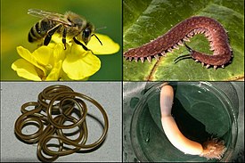 Сверху: медоносная пчела, онихофора Typhloperipatus williamsoni; Снизу: круглый червь Mermis nigrescens, приапулид Priapulus caudatus