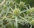 Eryngium campestre.