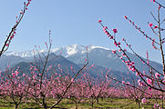The Canigou mountain and peaches with flowers.