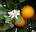 Цхалума — апельсин
