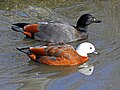 Swimming at Sylvan Heights Waterfowl Park