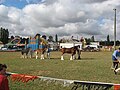 Thumbnail for Warragul Show