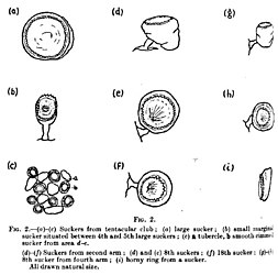 #109 (?/12/1933) Various suckers from the tentacular club and arms of the Dildo specimen (Frost, 1934:108, fig. 2)