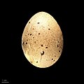 Egg