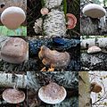 Les couleurs claires du Polypore du bouleau sont en lien avec son mode de vie saprotrophe.