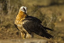 Bearded vulture (Gypaetus barbatus)