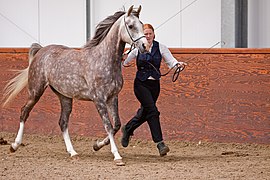 Cheval gris pommelé tenu en main