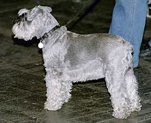 Argento Zwergschnauzer