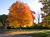 Sugar maple