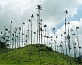 Kolumbijsko nacionalno drevo, ki izvira iz območja Quindio. Najbolj znana je kot Palma de Cerra ali voščena palma.