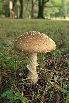 Párducgalóca (Amanita pantherina), a Basidiomycota törzsből