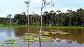 Mata de igapó no Parque Estadual Rio Negro, AM.